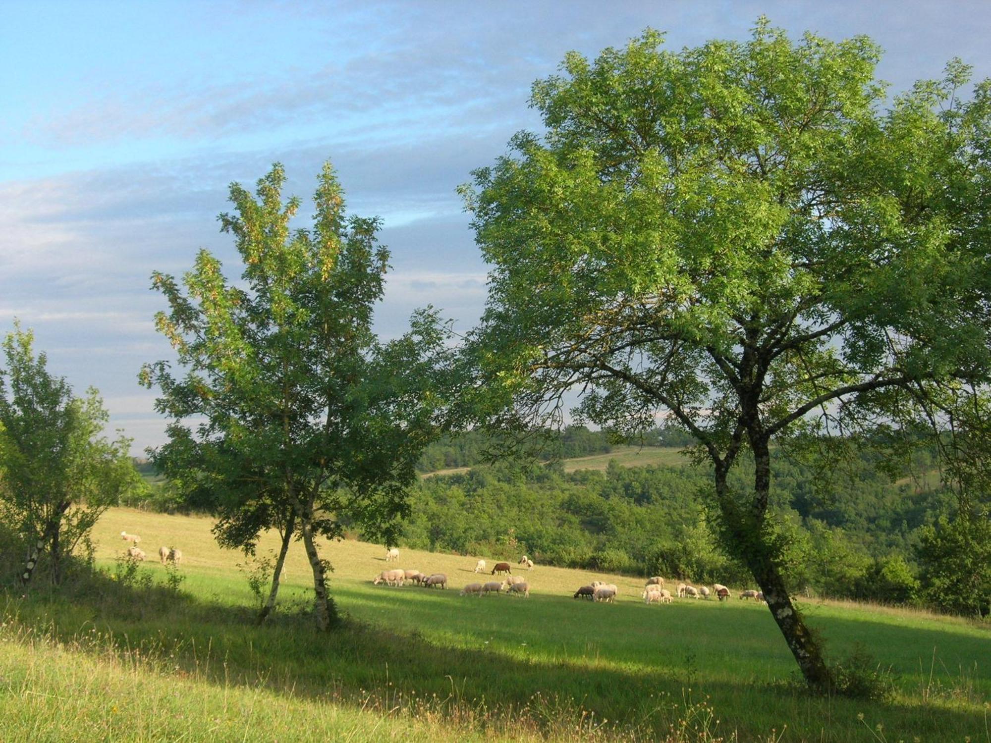 Les Hauts D'Albas Albas  ห้อง รูปภาพ