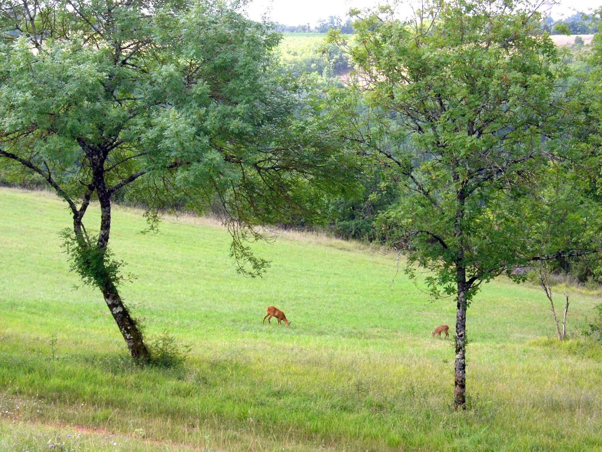Les Hauts D'Albas Albas  ห้อง รูปภาพ
